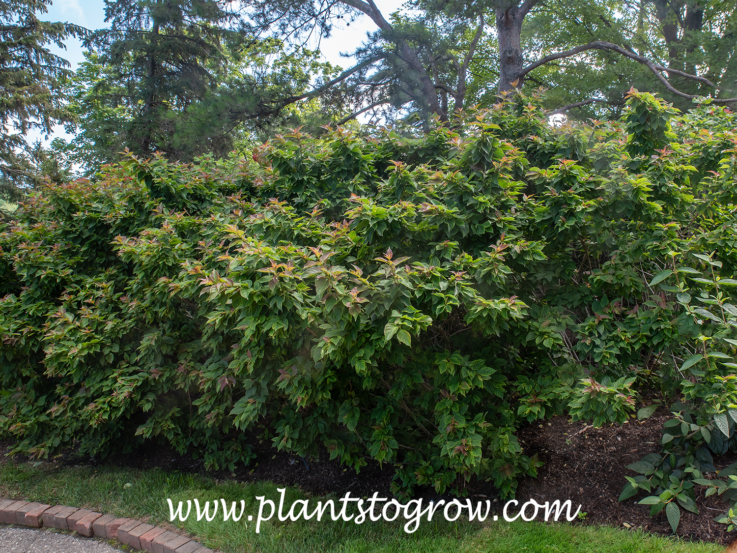 Dwarf Red Dwarf-Tipped Dogwood (Cornus pumila)